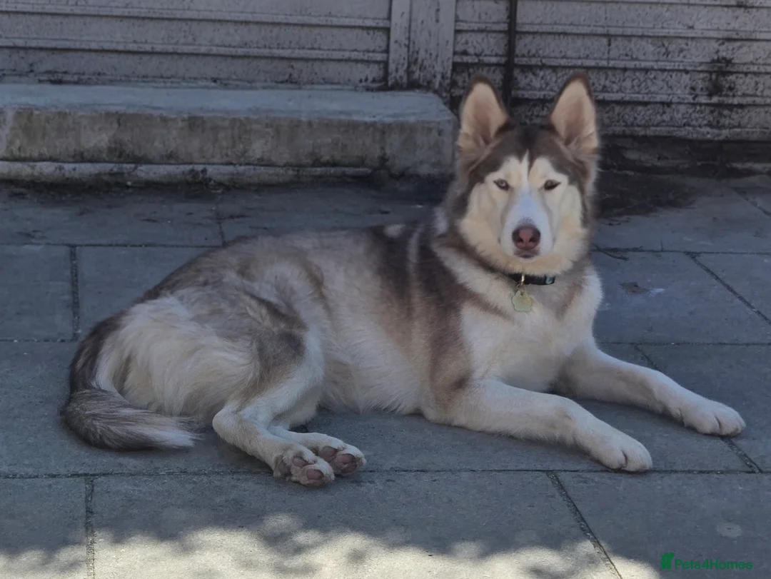 Siberian Husky dogs for sale: 2 Huskies For Sale 1 Male 1 Female in Southport - Advert 8