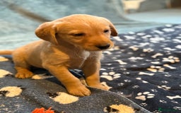 Goldador dogs for sale: Goldendor puppies - Image 11