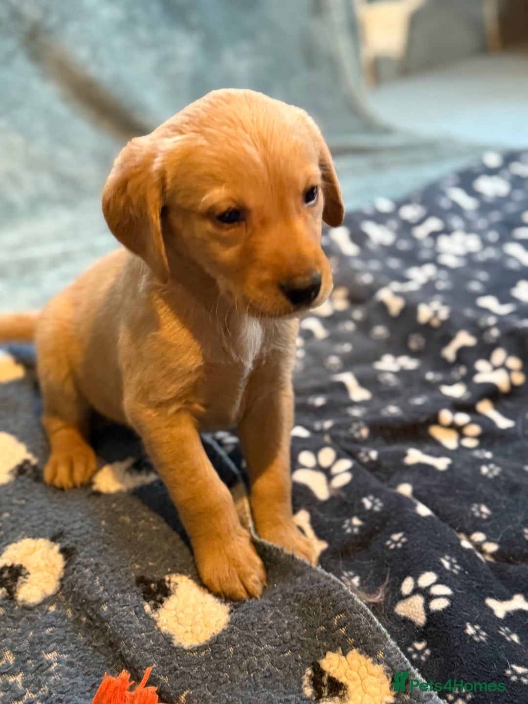Goldador dogs for sale: Goldendor puppies - Image 11