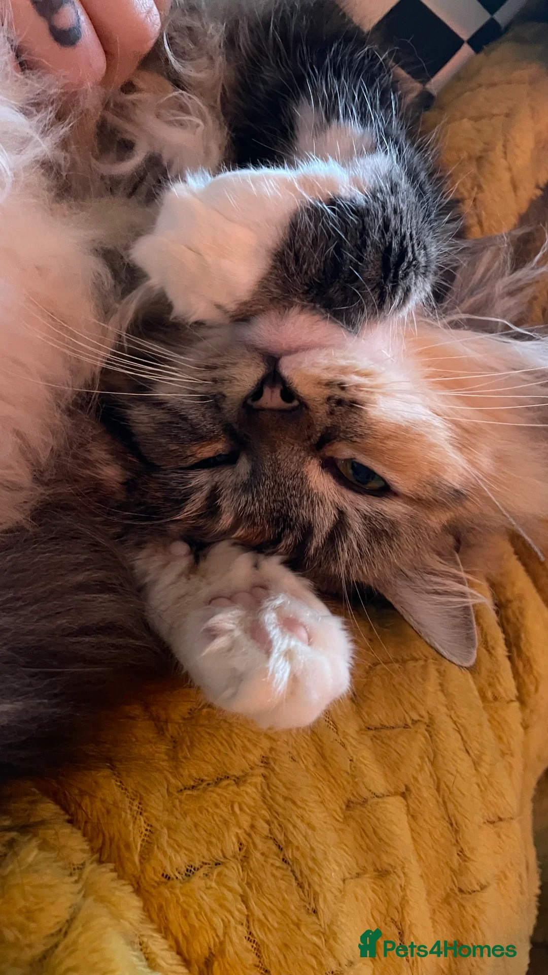 Mixed Breed cats for sale: Beautiful 3 year old long hair girl - Advert 2