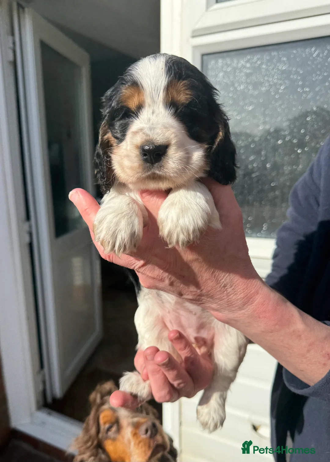 Cocker Spaniel dogs for stud: Show Cocker, Blue Roan and Tan (Stud Service Only) in Doncaster - Advert 14