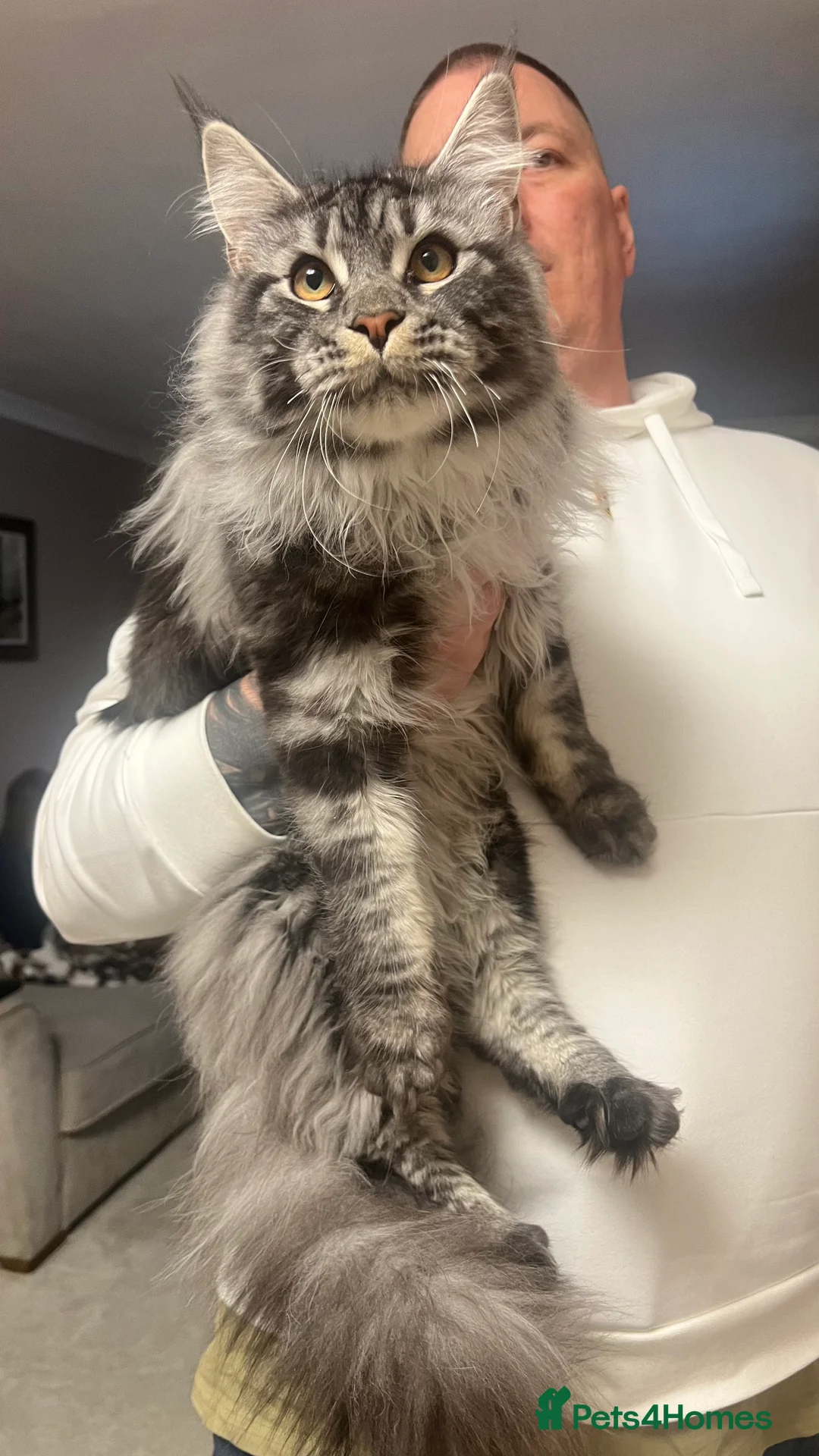 Maine Coon cats for stud: TICA/GCCF stud available + kittens available  in Brighouse - Advert 8