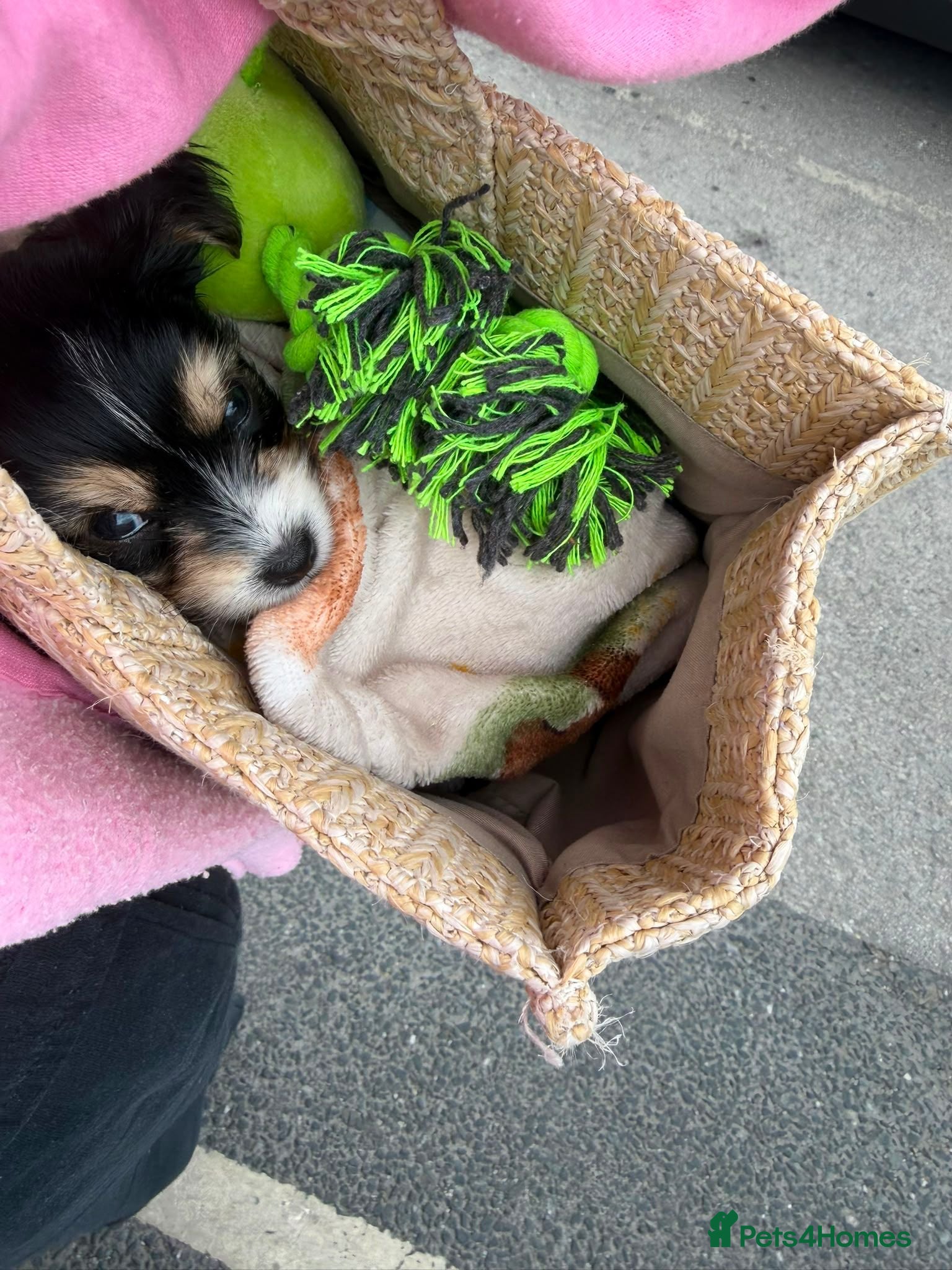 Chorkie dogs Tiny little boy for sale - Advert 1