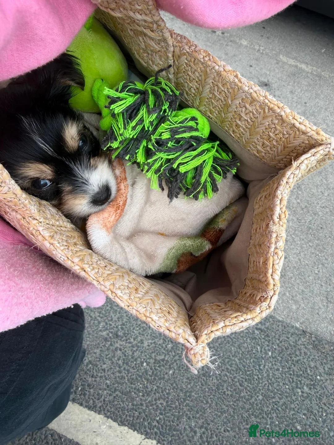 Chorkie dogs for sale: Tiny little boy for sale - Advert 1