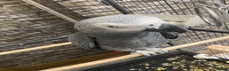 Parrots birds for sale: African Grey Parrot - Advert 5