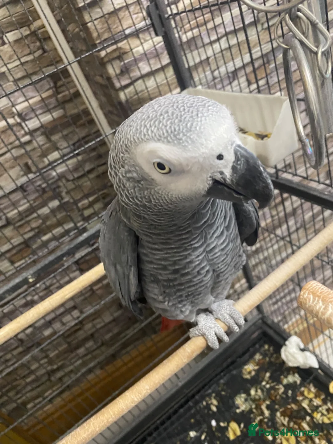 Parrots birds for sale: African Grey Parrot - Advert 5