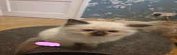Ragdoll cats for sale: 4 x Fluffy Ragdoll Chocolate Sealpoint kittens - Advert 6