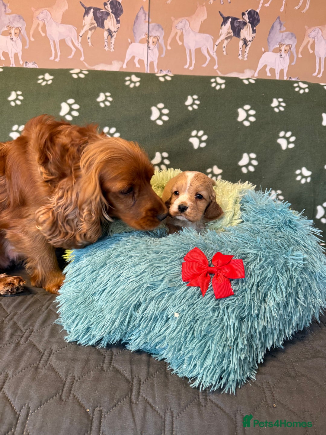 Cockapoo dogs for sale: F1 Cockapoo’s available  - Advert 14