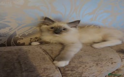 Ragdoll cats for sale: Male bluepoint ragdoll  - Advert 11