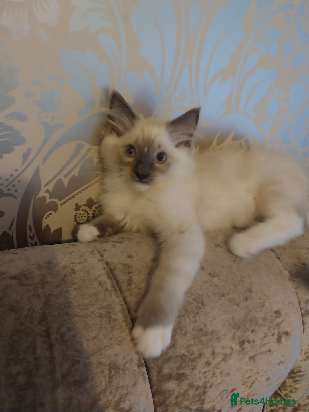 Ragdoll cats for sale: Male bluepoint ragdoll  - Advert 11