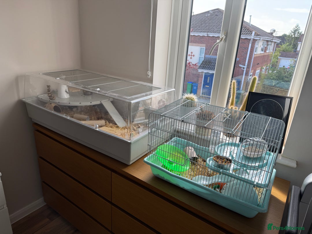 Hamster rodents for sale: 2 Female Roborovski Dwarf Hamsters  - Image 6