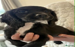 Cocker Spaniel dogs for sale: Beautiful Cocker Puppies - Advert 6