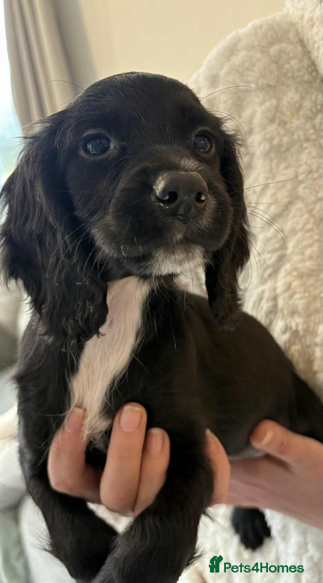 Cocker Spaniel dogs for sale: Beautiful Cocker Puppies - Advert 6