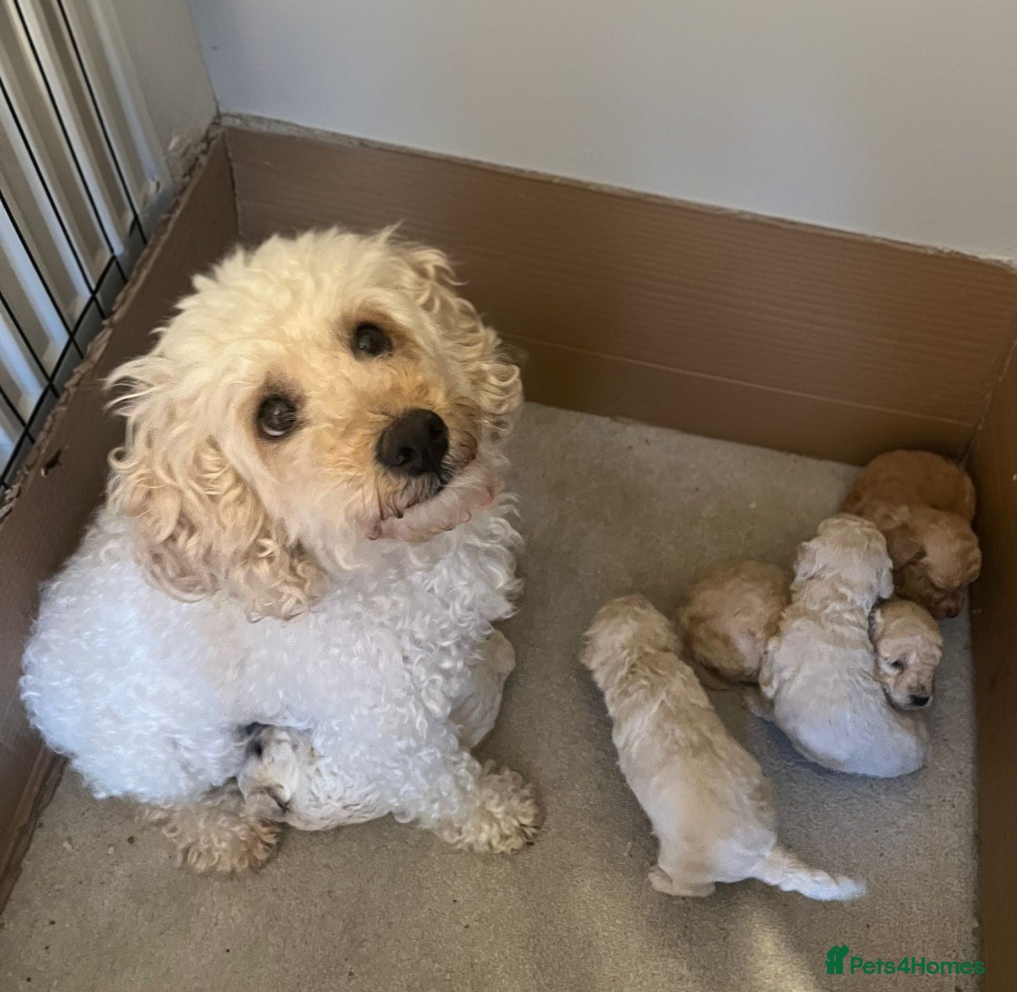 Poochon dogs Poochon 3 girls 2 boys F1b - Advert 1
