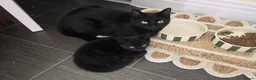 Mixed Breed cats for sale: Two female black kittens for sale in Littlehampton - Advert 1