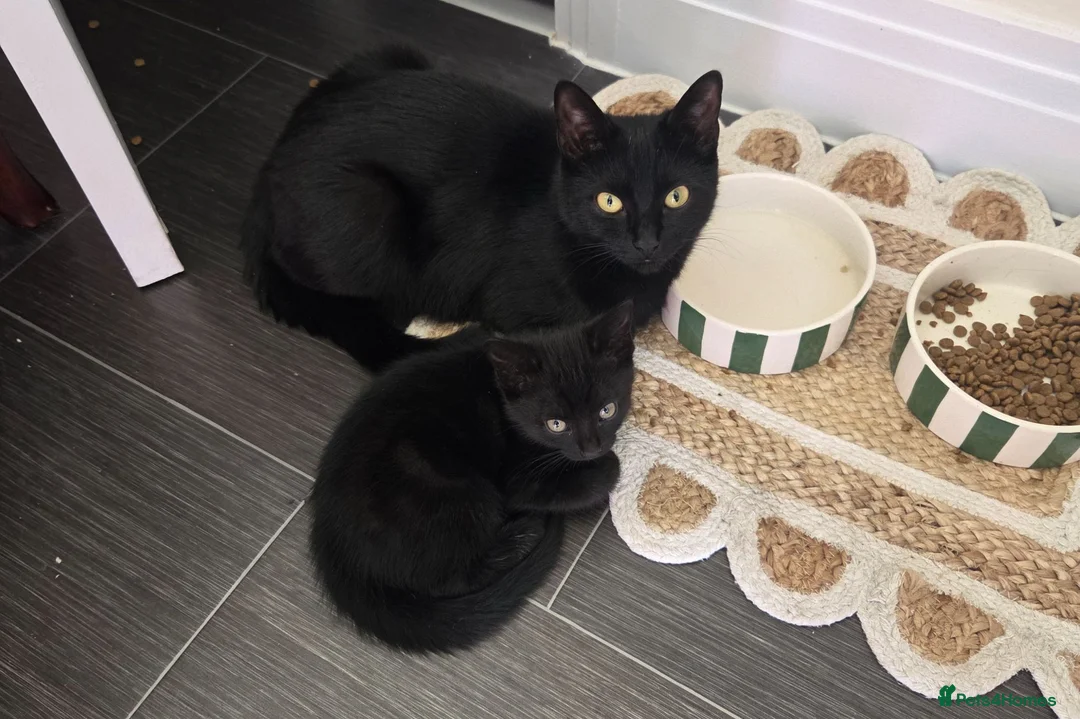 Mixed Breed cats for sale: Two female black kittens for sale in Littlehampton - Advert 1