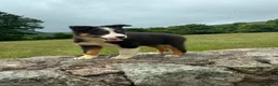 Border Collie dogs for sale: Border collie puppy - Advert 3