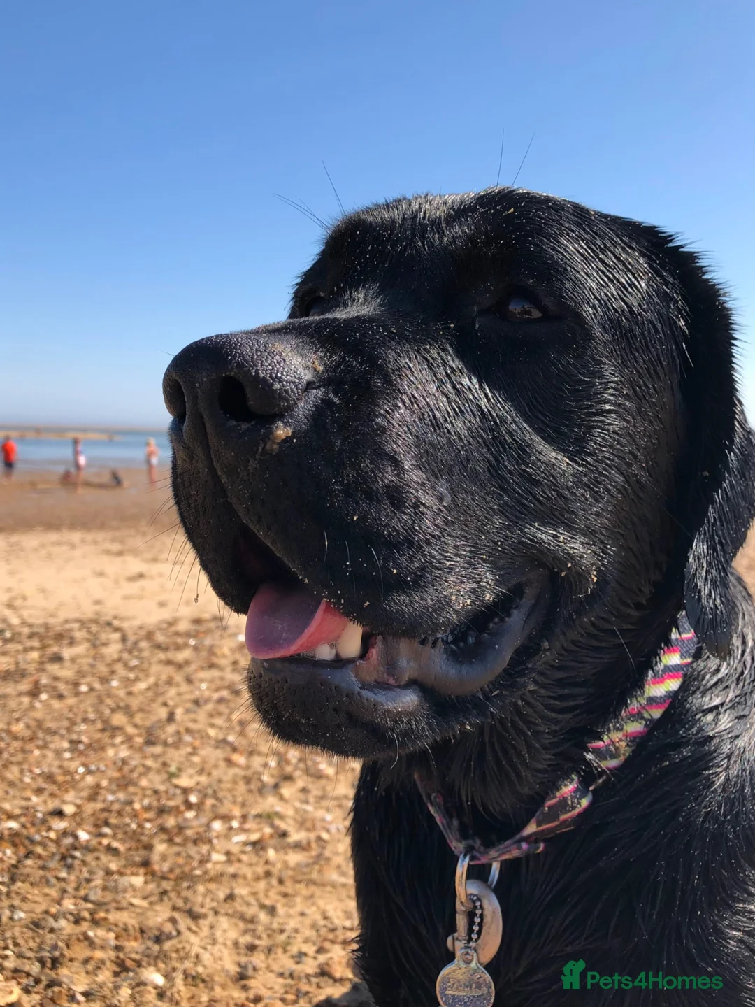 Labrador Retriever dogs for stud: Labrador, proven, health tested, show bred  - Advert 1