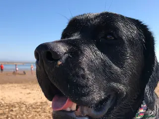Labrador Retriever dogs Labrador, proven, health tested, show bred - Advert 6