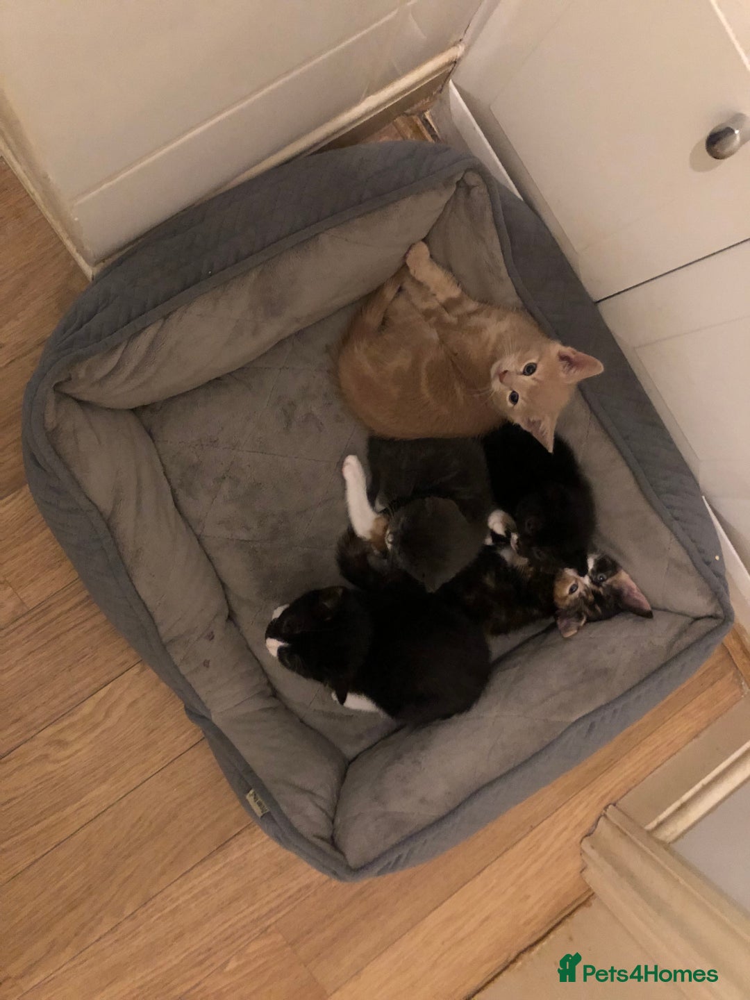Mixed Breed cats for sale: 4 affectionate, playful kittens for sale. - Advert 6