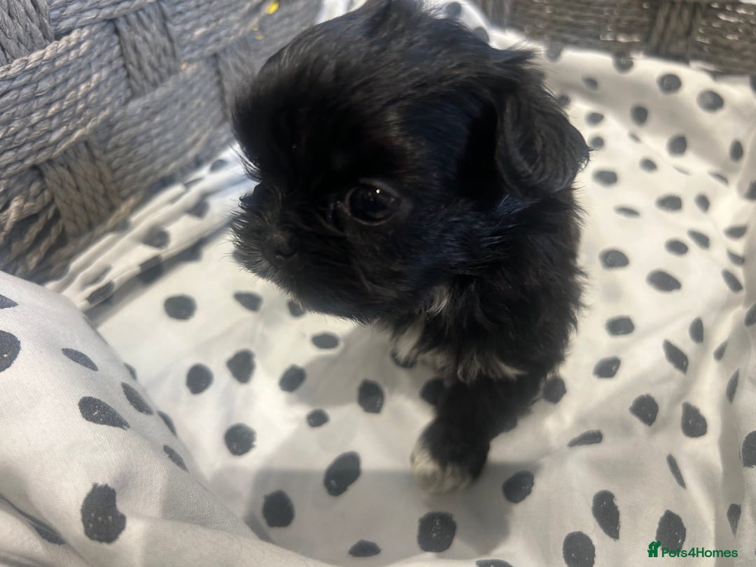 Shih Tzu dogs for sale: Litter of 5 Shih tzu puppys - Image 9
