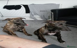 Mixed Breed dogs for sale: Cali the lurcher xmali - Image 4