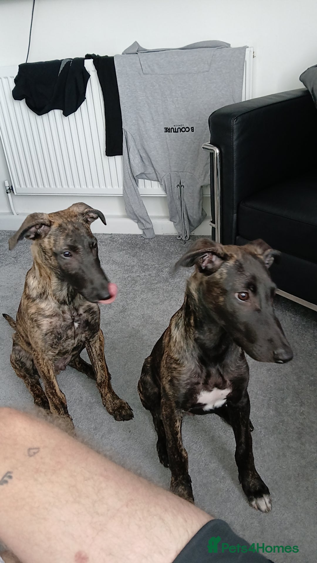 Mixed Breed dogs for sale: Cali the lurcher xmali - Image 4