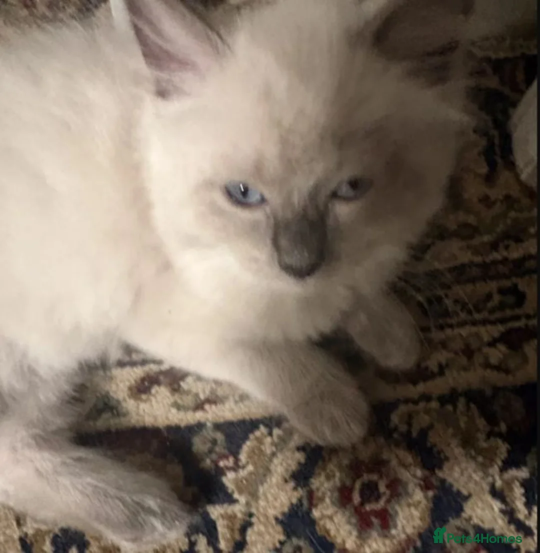 Ragdoll cats for sale:  ✨✨Stunning Purebred Kittens Available Now✨✨ in Cheltenham - Advert 2