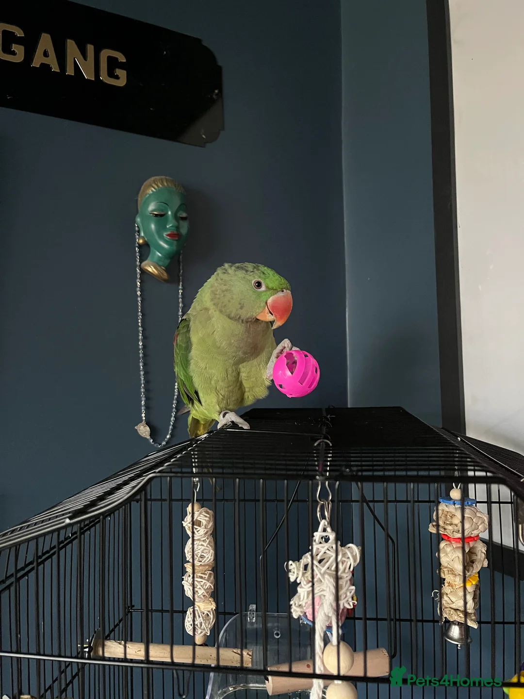 Parakeets birds for sale: Alexandrine parrot 🦜  in Oldham - Advert 9