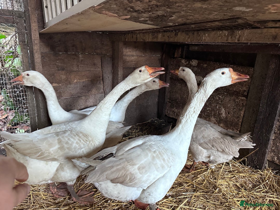 Geese poultry for sale: Nice tempered Geese x5  - Advert 6