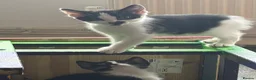 Mixed Breed cats for sale: Beautiful kittens ready for their forever home 🏡  - Advert 2