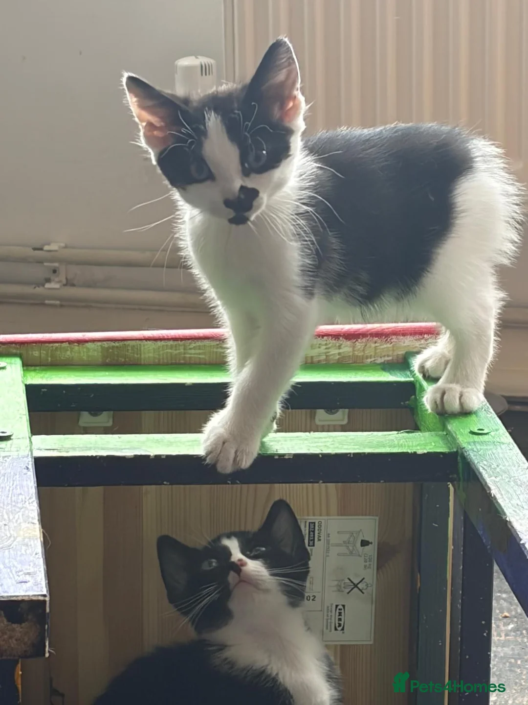 Mixed Breed cats for sale: Beautiful kittens ready for their forever home 🏡  - Advert 2