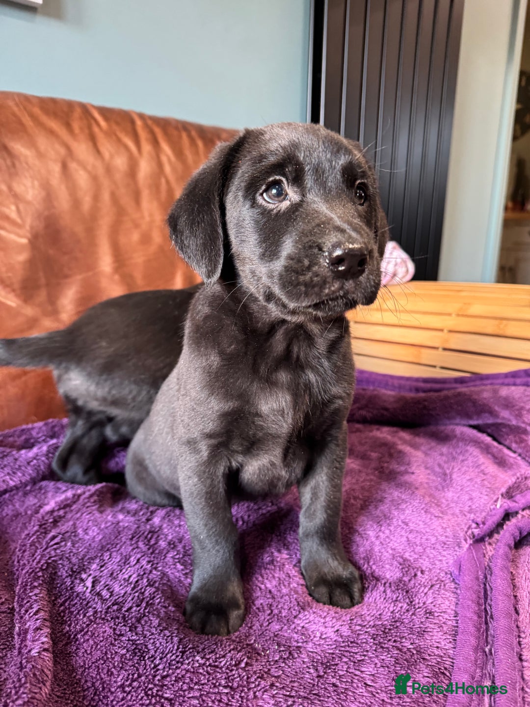 Labrador Retriever dogs for sale: Black Labrador Puppies, 5* Licensed Breeder - Advert 2