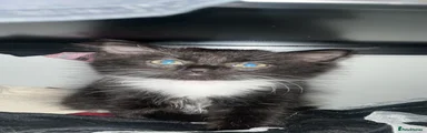 Tuxedo long-haired girl