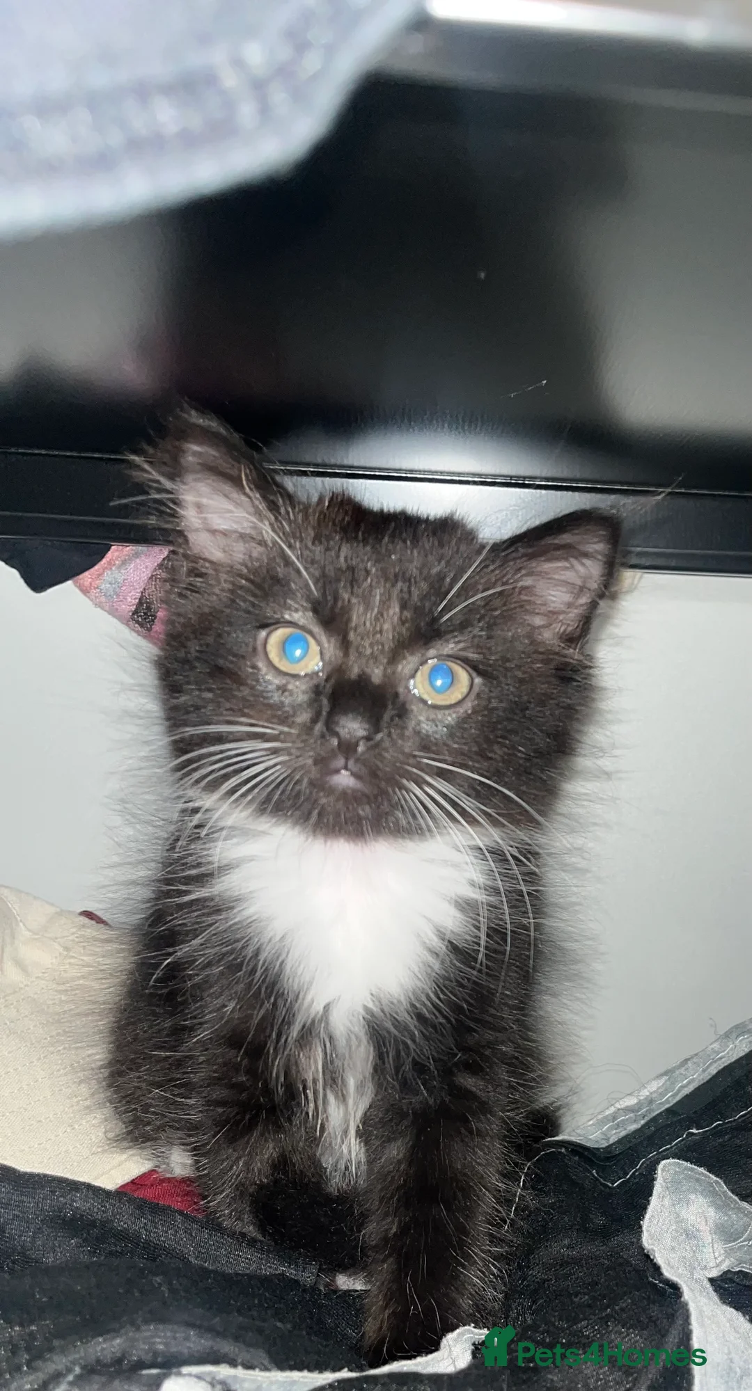 Mixed Breed cats for sale: The cutest mixed breed trio - Advert 2