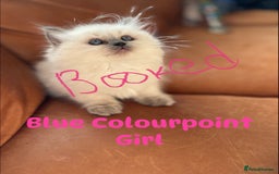 Ragdoll cats for sale: Ragdoll X kittens  - Image 9