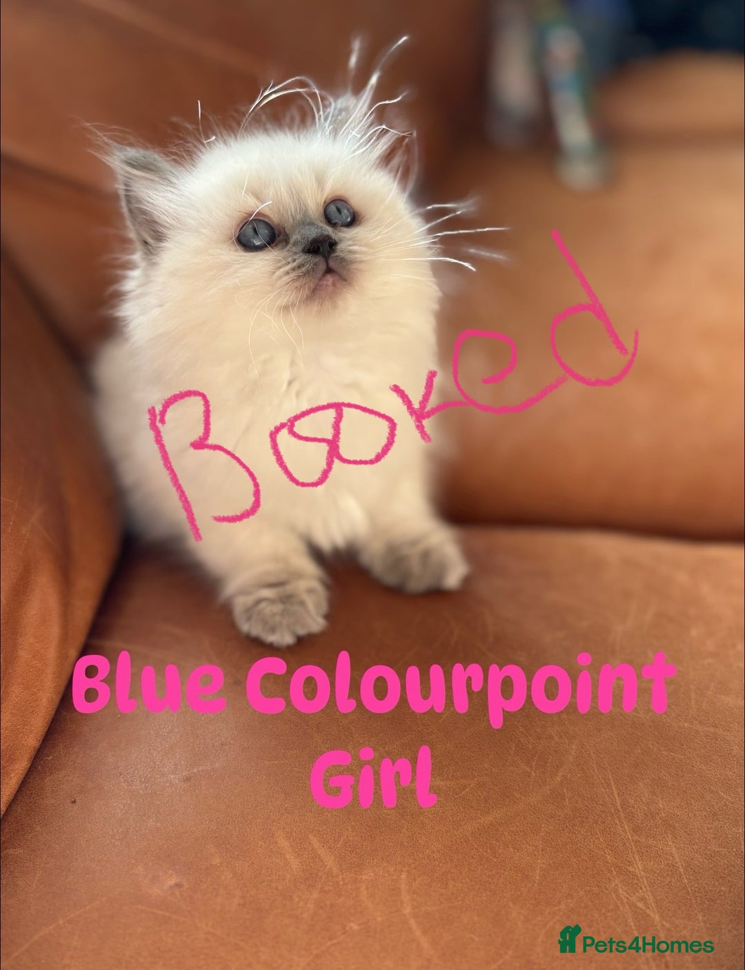 Ragdoll cats for sale: Ragdoll X kittens  - Image 9