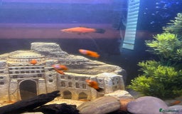Swordtails fish for sale: Swordtail fish adults and babies  - Image 3