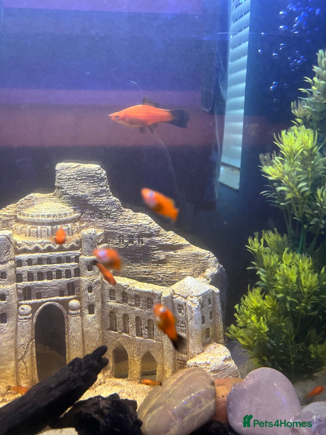 Swordtails fish for sale: Swordtail fish adults and babies  - Image 3