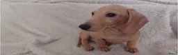 Miniature Dachshund dogs for sale: Cream Mini Dachshund Puppy Last one - Advert 7