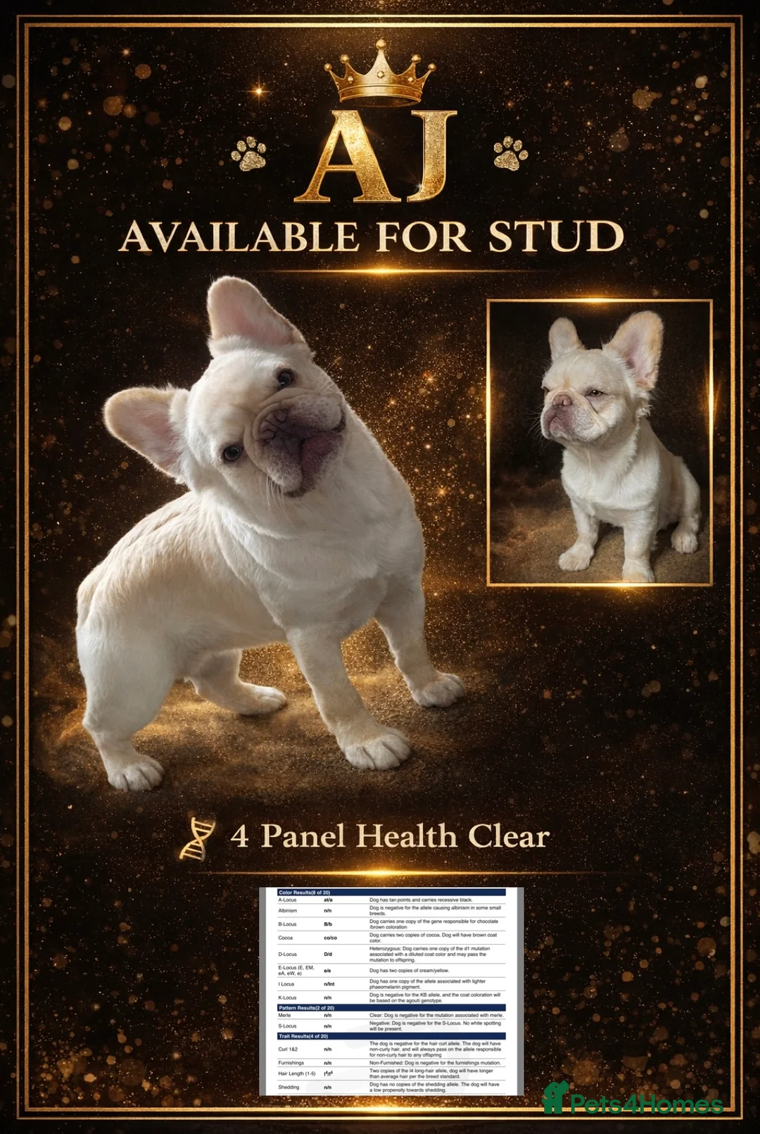 French Bulldog dogs for stud: Visual fluffy for stud  - Advert 1