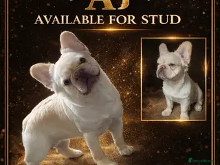French Bulldog dogs Visual fluffy for stud - Advert 1