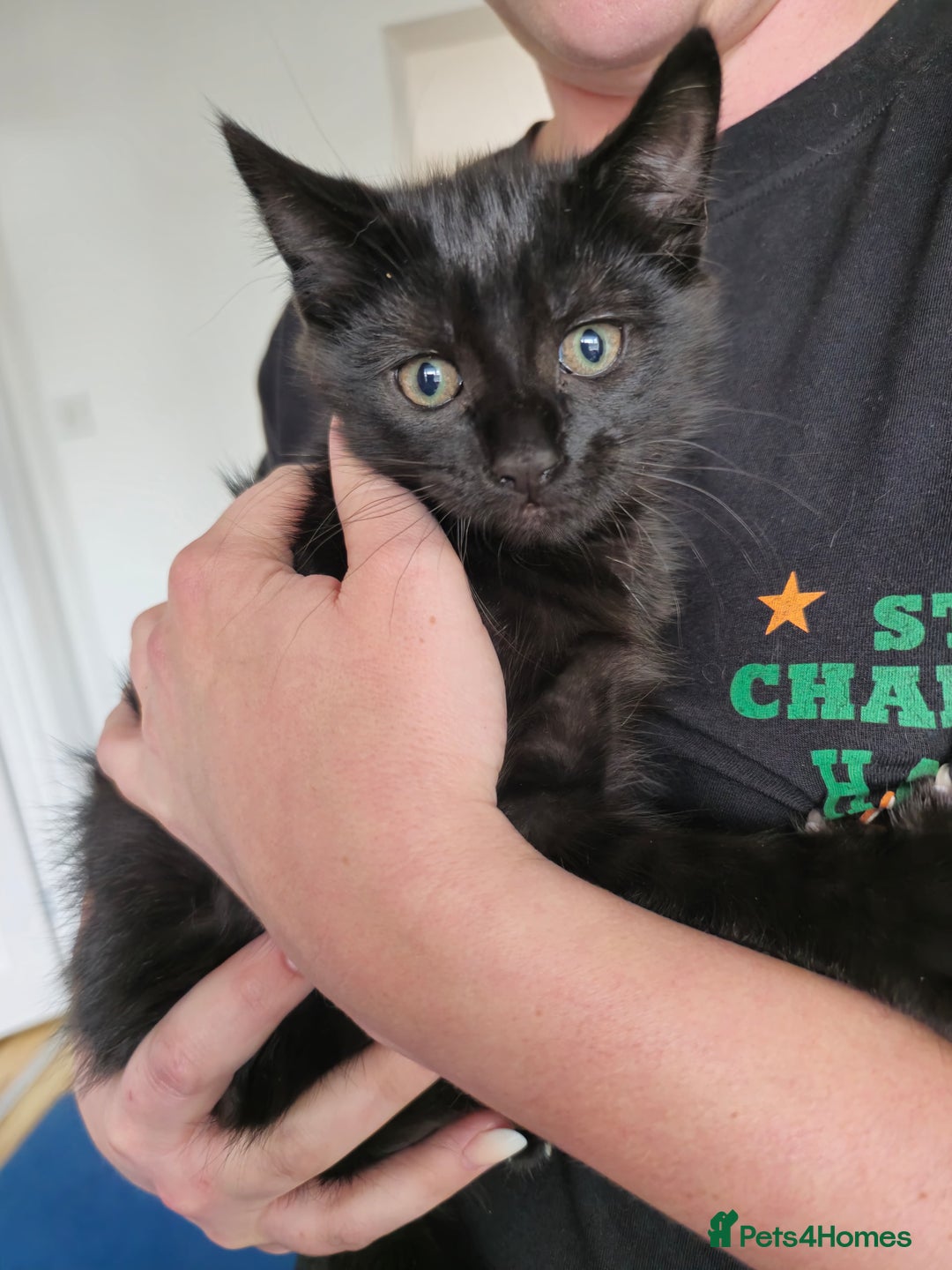 Mixed Breed cats for sale: 3 beautiful kittens for sale - Image 2