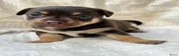 Mixed Breed dogs for sale: Stunning Jack Russell Pupps Merle, Chocolate & Red - Advert 14