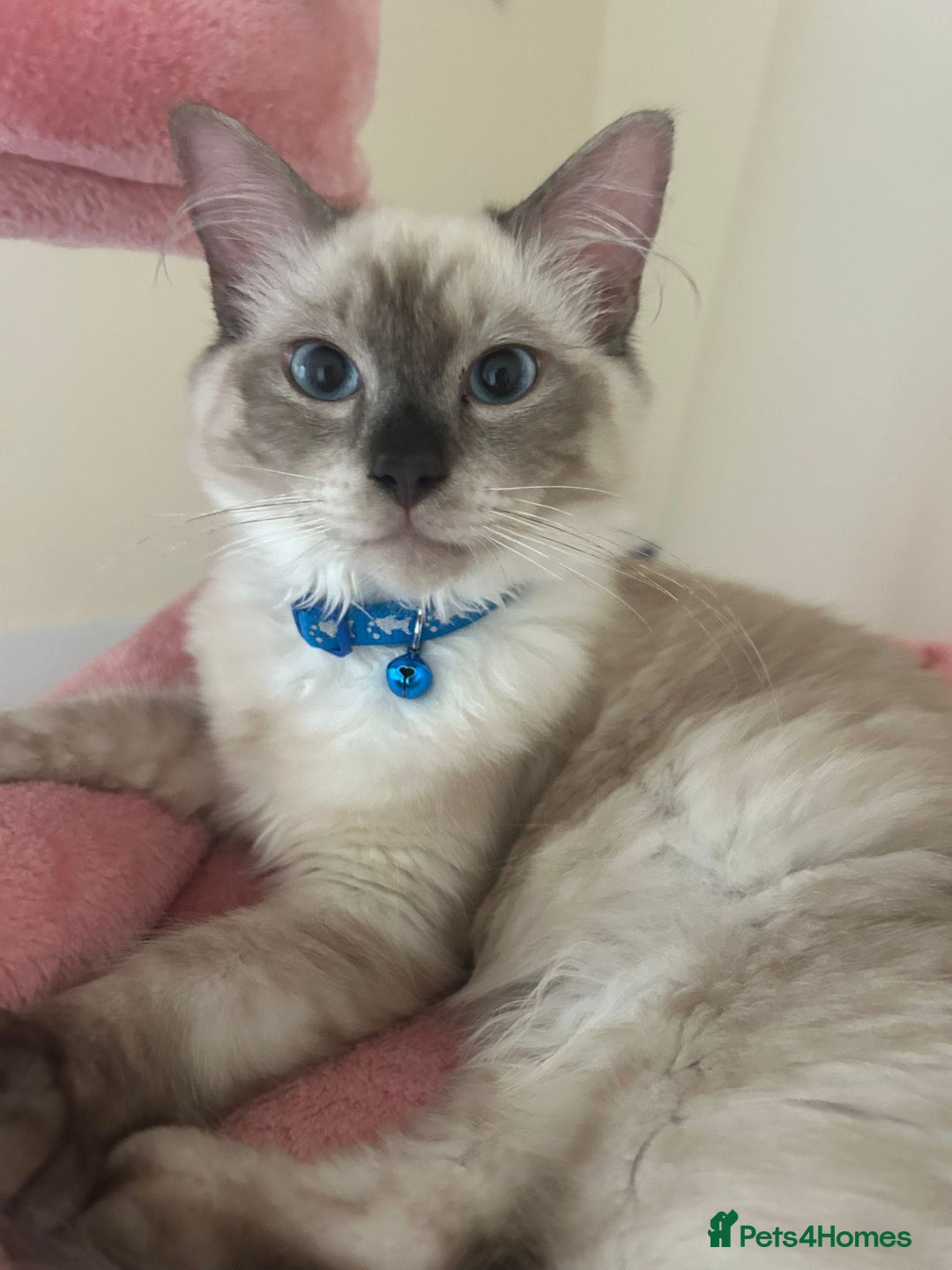 Ragdoll cats for sale: 2 Ragdoll kittens  - Advert 7