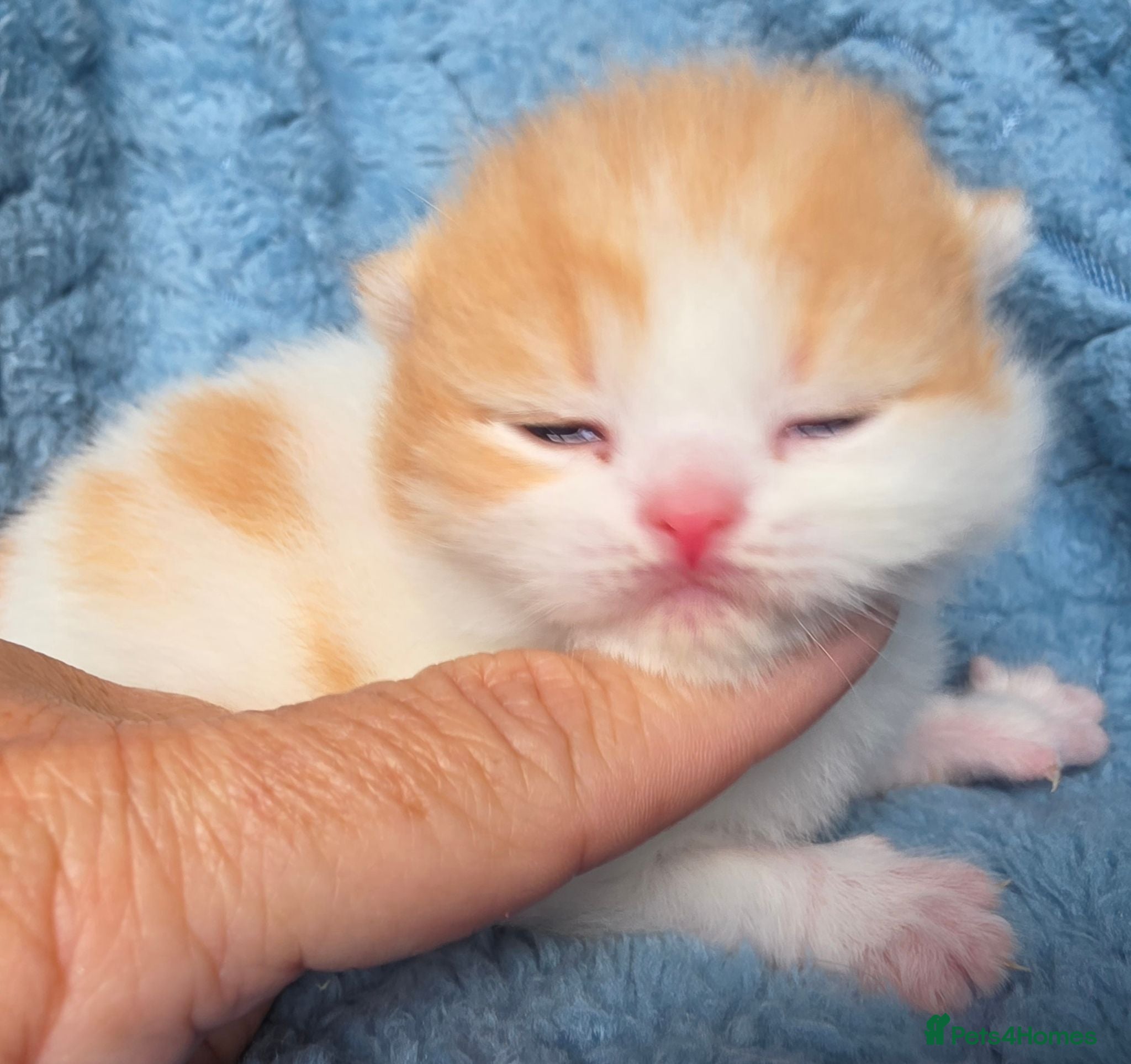 British Shorthair cats BSH and BLH TICA  reg kittens - Advert 17