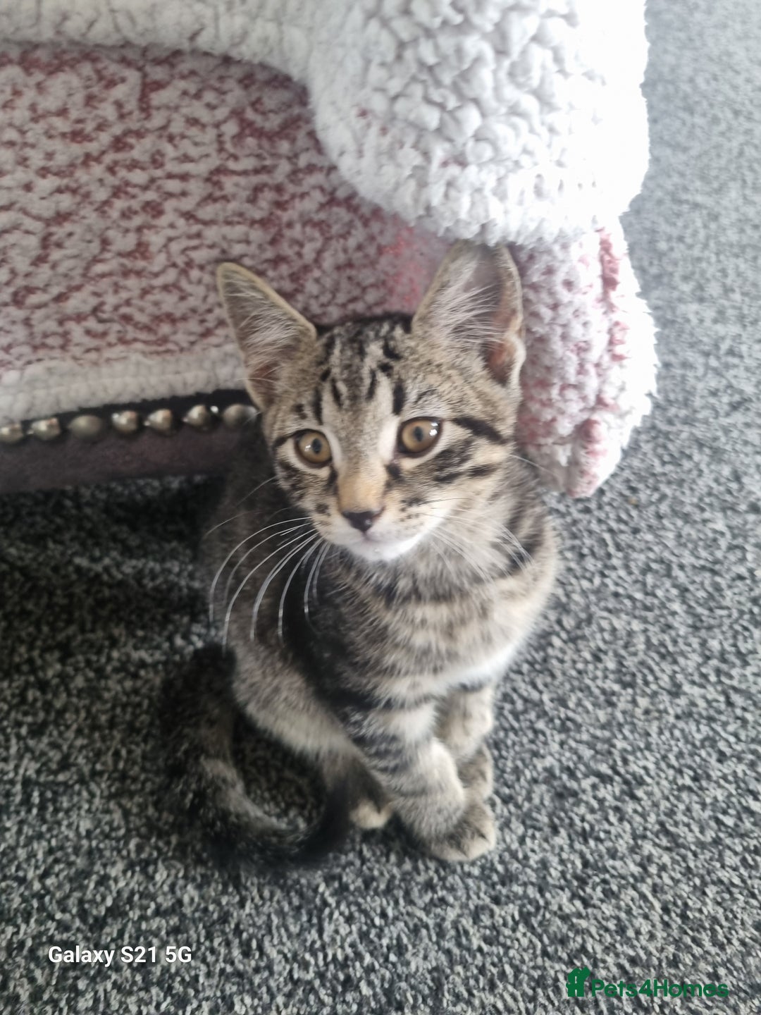 Domestic Shorthair cats for sale: three male kittens  - Image 4
