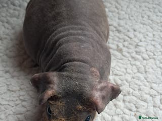 Guinea Pig rodents BEAUTIFUL SELECTION OF SKINNY PIG BOARS - Advert 9