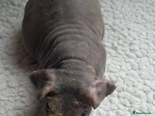 Guinea Pig rodents BEAUTIFUL SELECTION OF SKINNY PIG BOARS - Advert 14