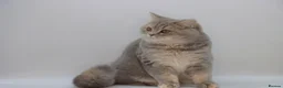 British Shorthair cats for sale: Retired Blue golden female British shorthair  - Advert 10